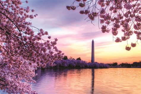 Springtime in Washington