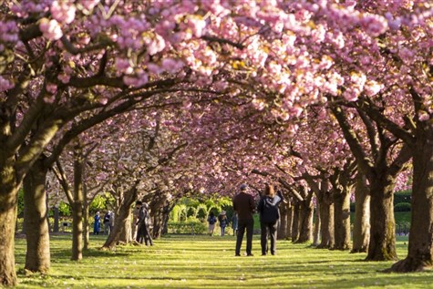 Brooklyn Botanic Garden