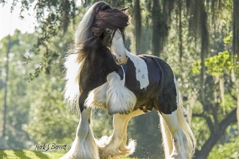 Gypsy Gold Horse Farm Private Tour